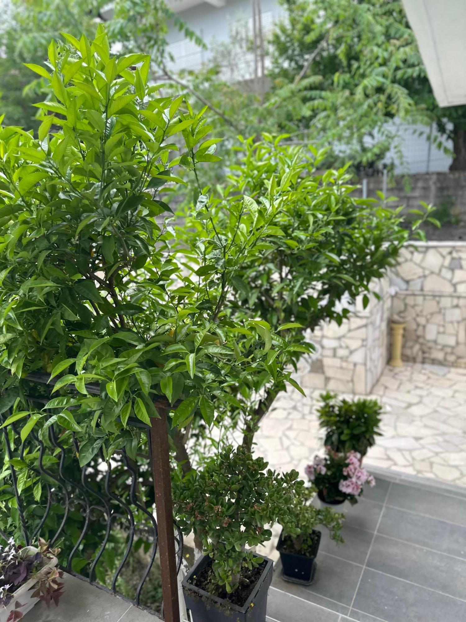 Villa Braho Αργυρόκαστρο Εξωτερικό φωτογραφία
